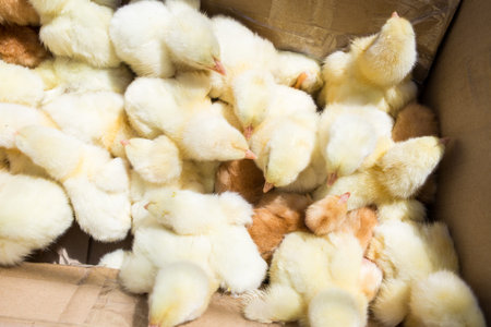 Little yellow chickens top view. A group of diurnal cute beautiful chickens.の写真素材