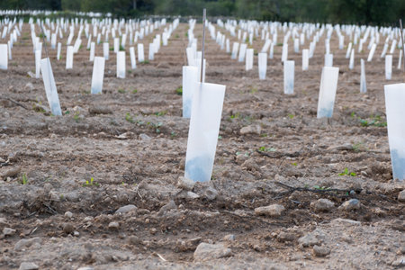 Protective tube on young grapes.の写真素材