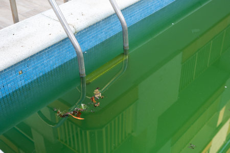 The pool is dirty, filled with green water and debris, showing signs of neglect and contaminationの写真素材