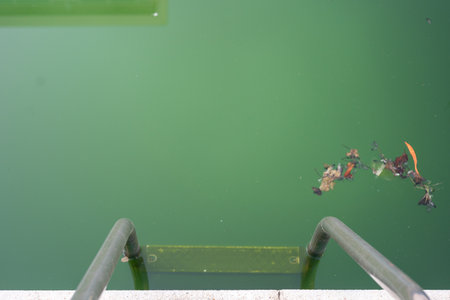Swimming pool with dirty green water close-up.の写真素材