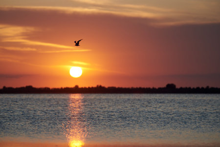 Low sun with reflection in water, seagull and red sky