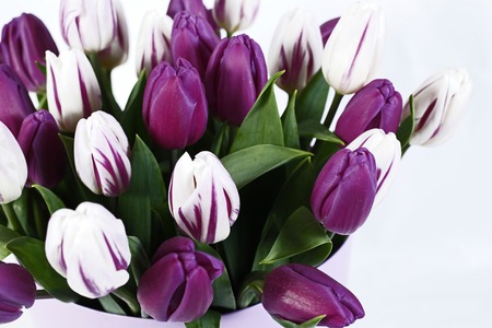 Bouquet of spring tulips flowers isolated on white backgroundの写真素材