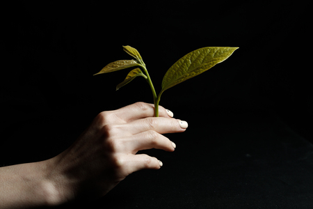 Female hand on a black background keeps sproutの写真素材