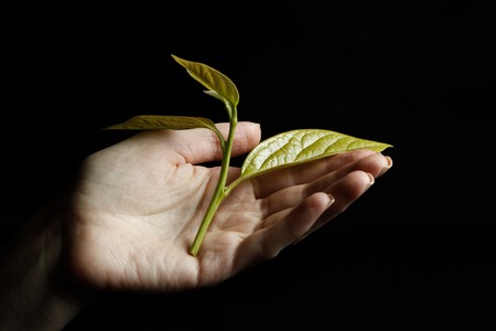 Female hand on a black background keeps sproutの写真素材