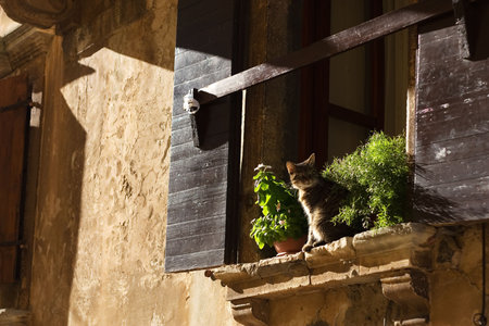 Cat on window in early sunday morningの写真素材