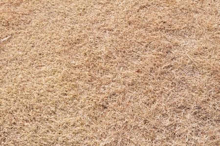 dried straw as a backgroundの写真素材