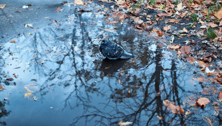 reflection of the trees in the big autumn puddle on the streetの写真素材