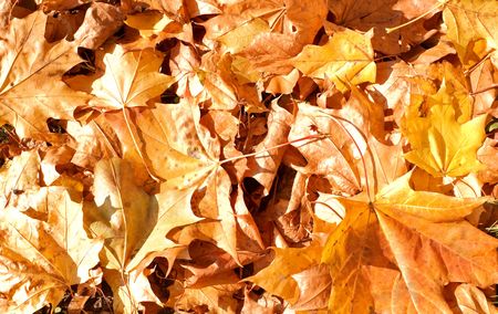 Autumn leaves on the land as a background の写真素材