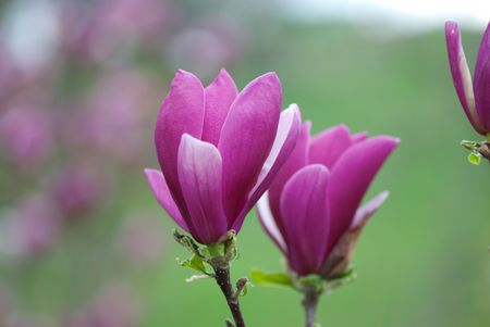 Spring flower blossom of magnolia for backgroundの写真素材