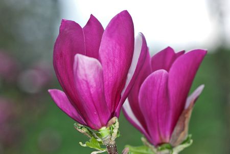 Spring flower blossom of magnolia for backgroundの写真素材