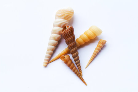 shellの写真素材