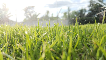 green grassの写真素材