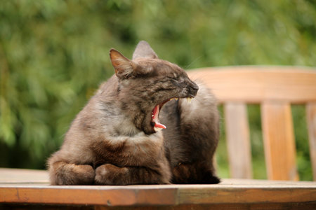brown cat yawnson a table in a gardenの写真素材