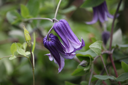 two purple flowers like a bell in the gardenの写真素材