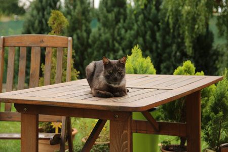 brown cat on the table in the gardenの写真素材