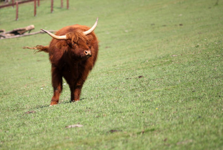 Brown bull with big horns in a pastureの写真素材