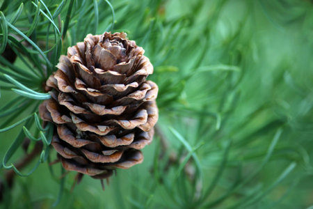Brown Cone with green needles on the tree
