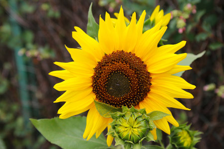 One blossom of yellow Sunflower with green backgroundの写真素材