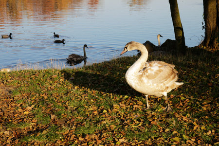 young swan with auburn feathers near pond with yellow leavesの写真素材