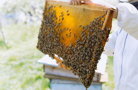 The beekeeper holds a honey cell with bees in his hands. APIculture. Apiary. Working bees on honeycomb. Bees work on combs. honey and bees close-up.の写真素材