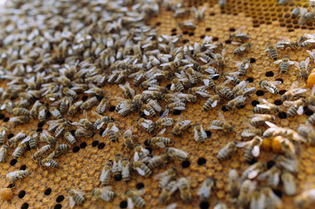 closeup of bees on honeycomb in apiary - selective focus, copy space