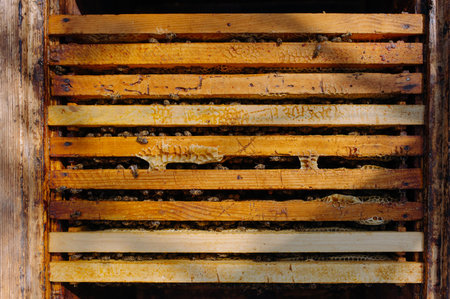 A beehive with bees. A box with bees