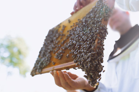 The beekeeper holds a honey cell with bees in his hands. APIculture. Apiary. Working bees on...