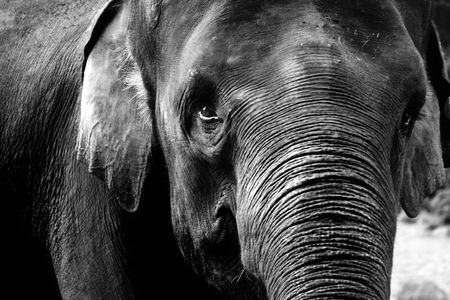 elephant in black and white photographyの写真素材