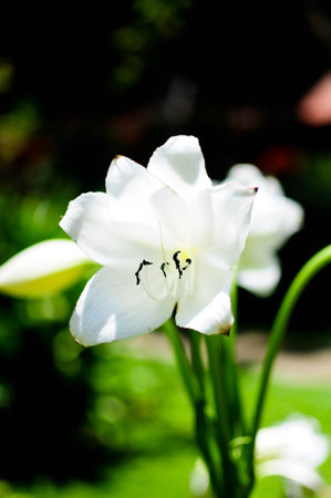 White flowers in farmの写真素材