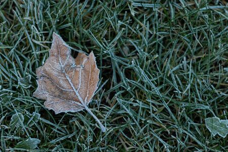 Frost-covered leaf on lawn, winterの写真素材