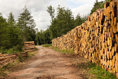 Felled trees piled up alongside a forest roadの写真素材