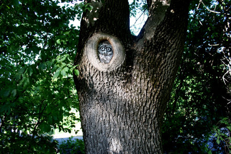 Tree with a hollow