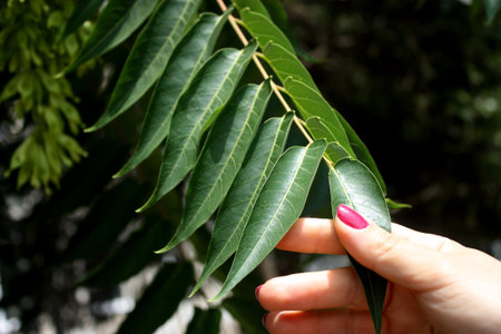 Leaf in handの写真素材
