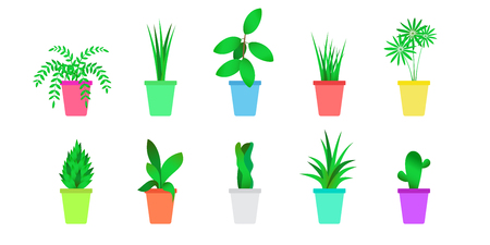 Flat indoor plants set. Isolated vector of home flowersのイラスト素材