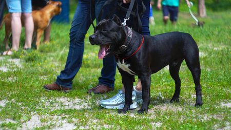 american staffordshire terrierの写真素材