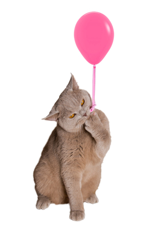 British cat sitting on hind legs holding a pink balloon, hooked claw rope and keeps. isolated white background.            の写真素材