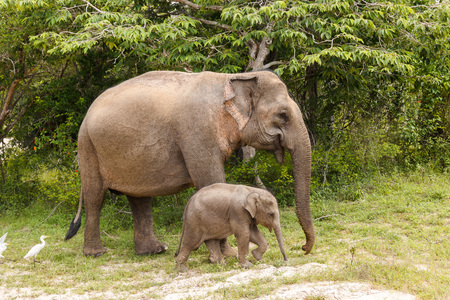 Elephant cow walking with baby elephant in Yala National Park, Sri Lankaの写真素材
