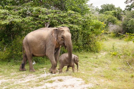 Elephant cow walking with baby elephant in Yala National Park, Sri Lankaの写真素材