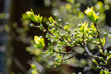 The spring forest was dressed with fresh foliageの写真素材