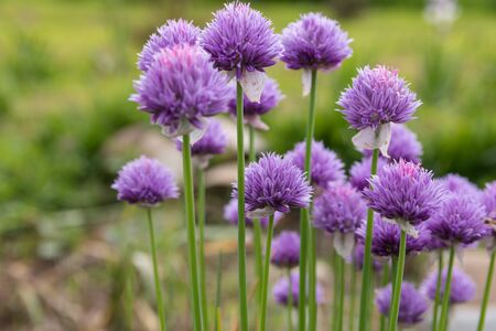 Decorative cultivated flowersの写真素材