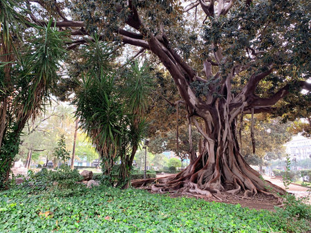 A huge deciduous tree in the park. Giant ficus in Valencia. Powerful roots, trunk and branchy crown...
