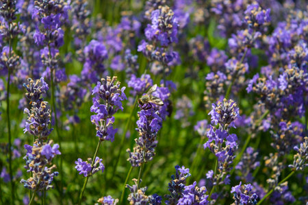 View of the field of blooming fragrant lavender. Shaggy bee sits on a flower, pollination of plants...