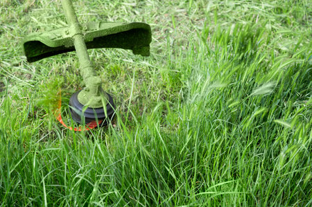 Trimmer head cutting grass. Cutting with trimmer.