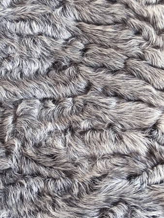 Texture of gray astrakhan fur. Natural sheep wool. Karakul lambskin, background. Selective focus