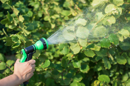 A man's hand holds a hose with pouring water and watered the green plants on a sunny summer day....