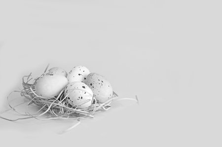Imitation of black and white speckled quail eggs in a nest on a gray background. Decorative elements for interior decoration, dummies. Concept of modern holiday decor. Copy space.の写真素材