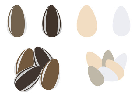 Variety of sunflower seedsのイラスト素材
