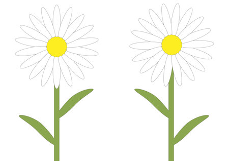 Daisy flower illustrationのイラスト素材