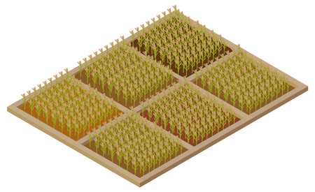 Isometric image of a rural landscape of rice before harvestのイラスト素材
