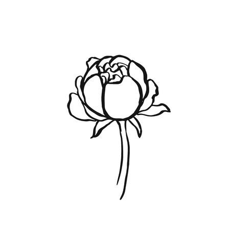 Peony flower hand-drawing of ink on a white background. のイラスト素材